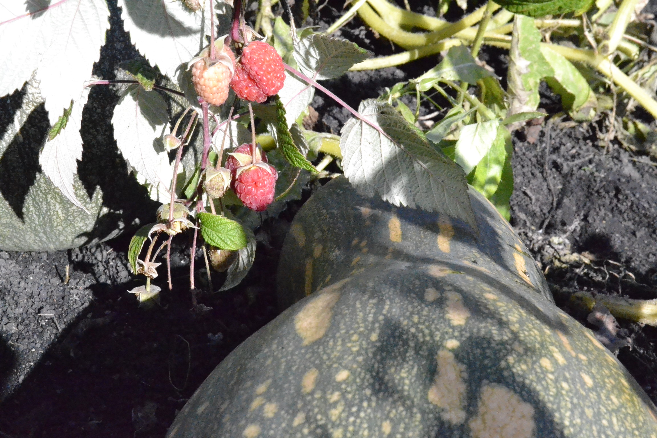 В Пензе изменили расписание дачных автобусов