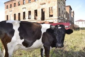 Пензенские сельхозпредприятия поставили рекорд по надою молока