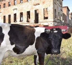 Пензенские сельхозпредприятия поставили рекорд по надою молока