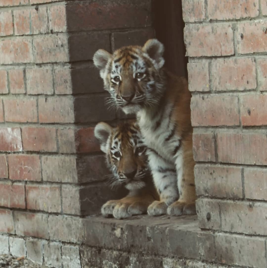 Пензенский зоопарк приглашает гостей познакомиться с новорожденными тигрятами