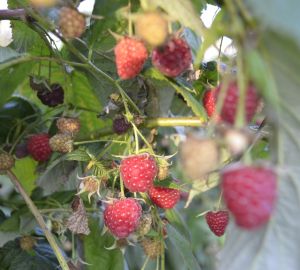 Малина от «Мокшанской ягоды» будет плодоносить всю осень
