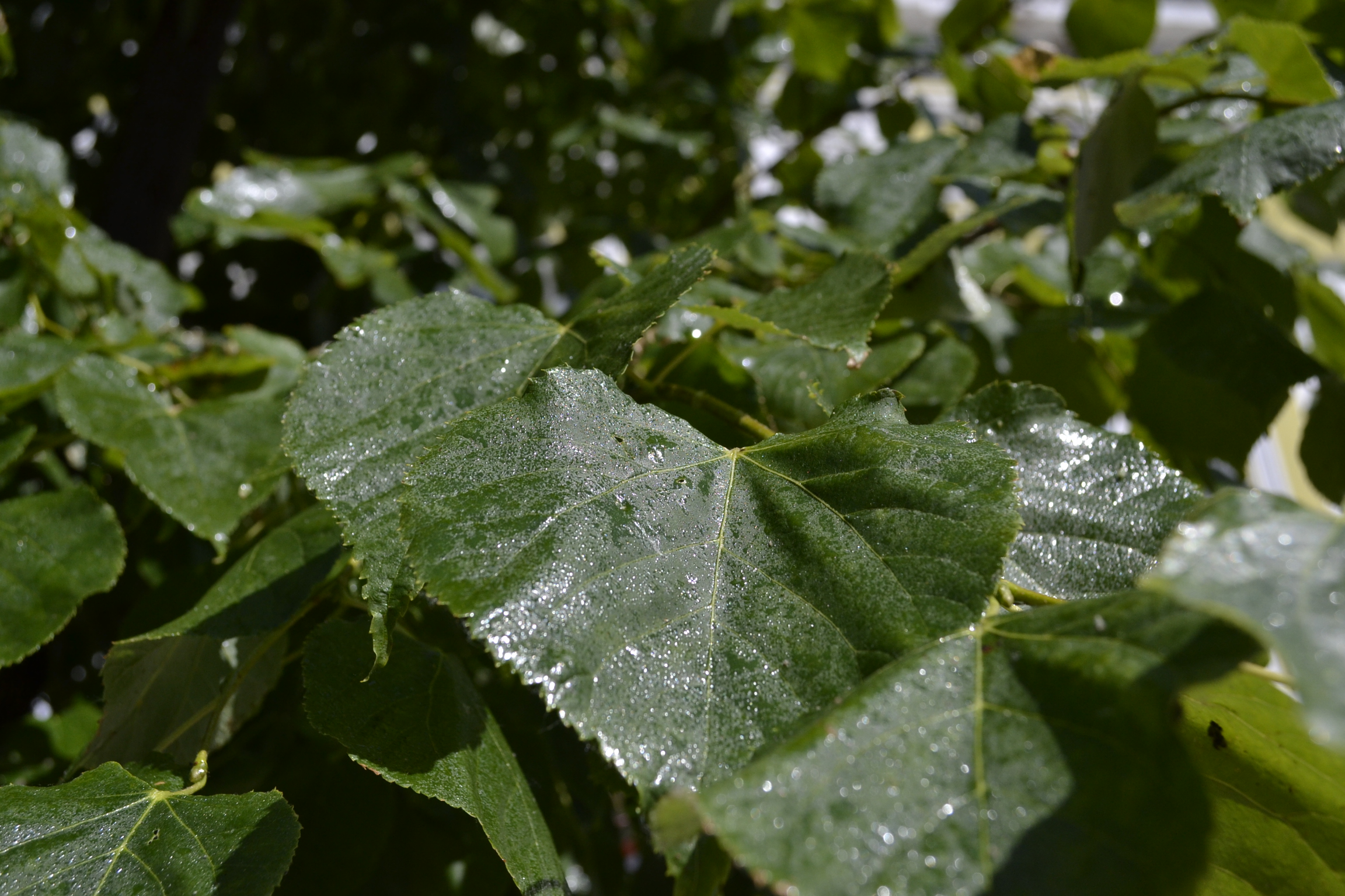Осенью в Пензе высадят более 2 000 деревьев