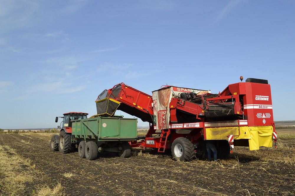 Агрофирма «Раздолье» завершает уборку картофеля