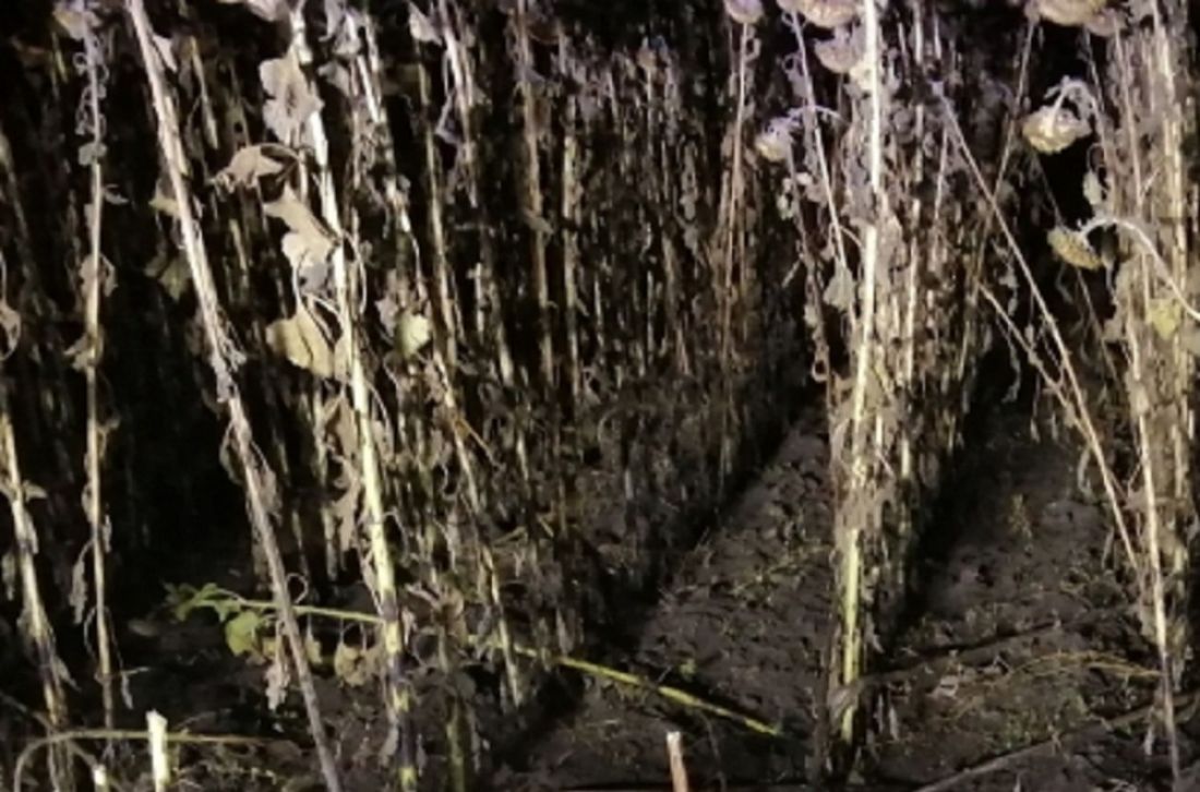 Тело потерявшегося в Пензенской области мужчины успело мумифицироваться