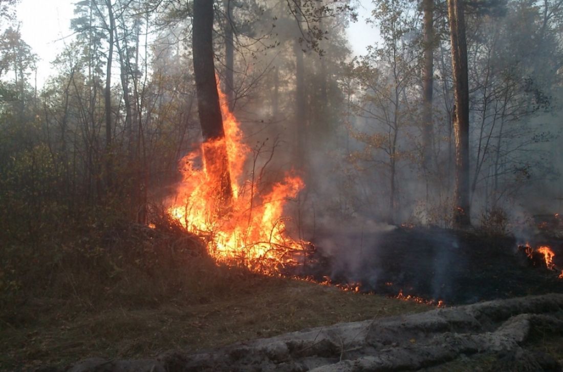 В Сердобске ликвидирован крупный лесной пожар