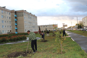 В Кузнецке в сквере высадили экзотические деревья