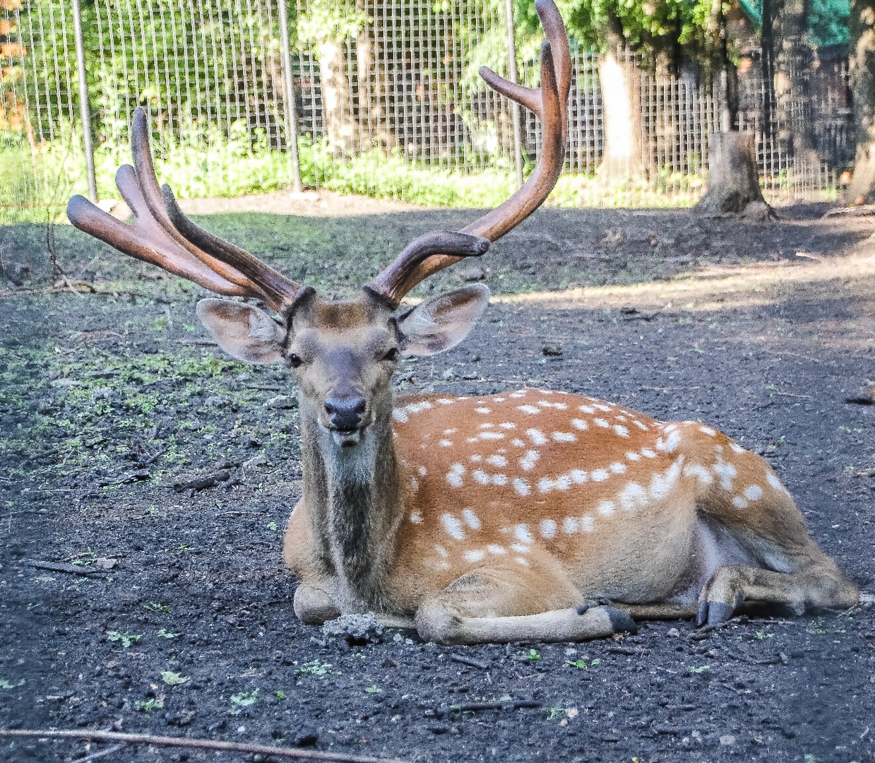 Пензенский зоопарк заявил об изменении часов работы