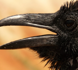 Правительство планирует потратить 42 миллиона рублей на борьбу с воронами, облюбовавшими здание