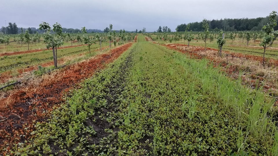 Крупнейшая агровыставка страны "Золотая осень" пройдет в формате онлайн