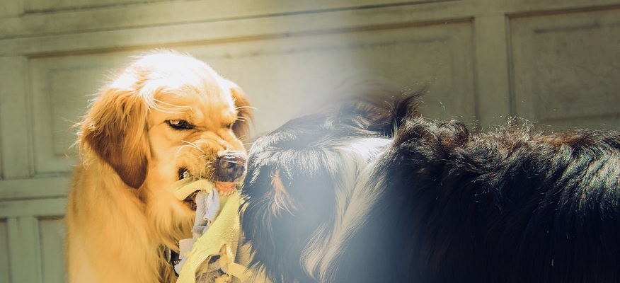 В Пензенской области одно из сел закрыли на карантин