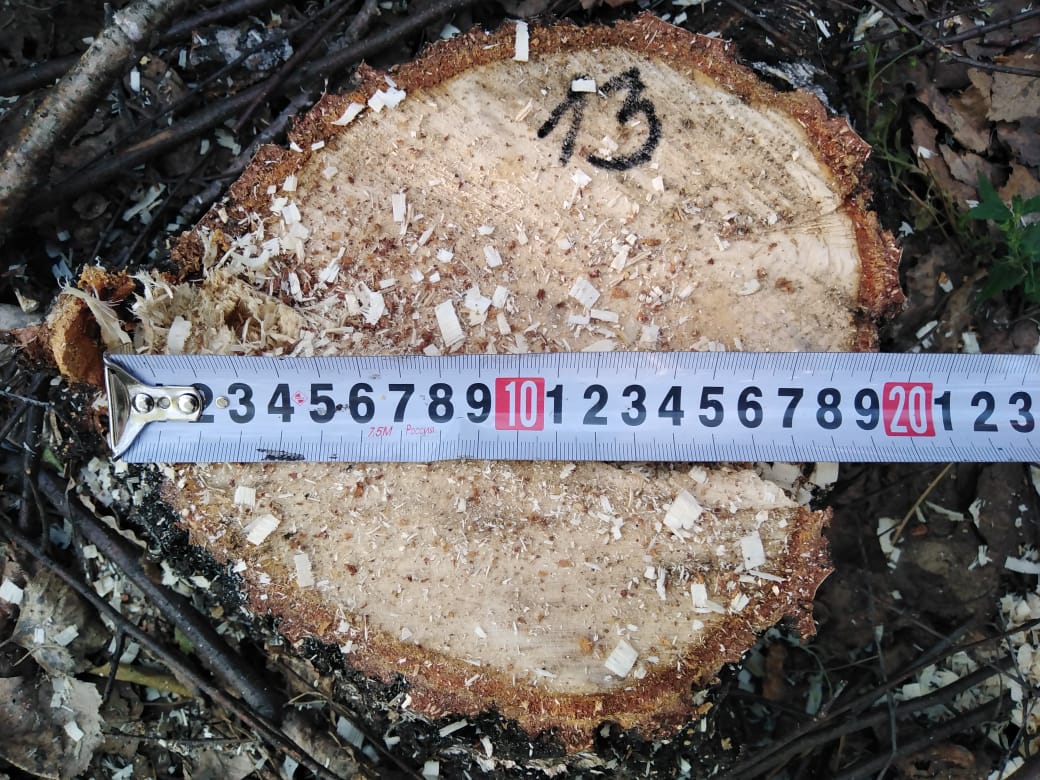 Мужчина из Пензенской области попался на незаконной рубке лесов