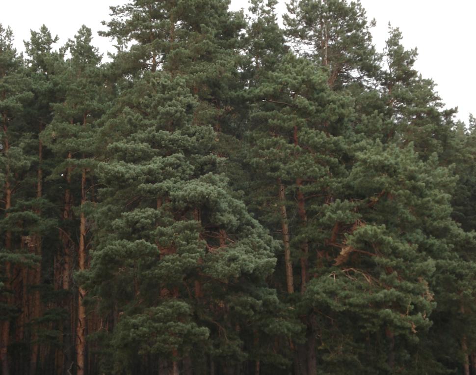 В Пензенской области ввели запрет на посещение лесов