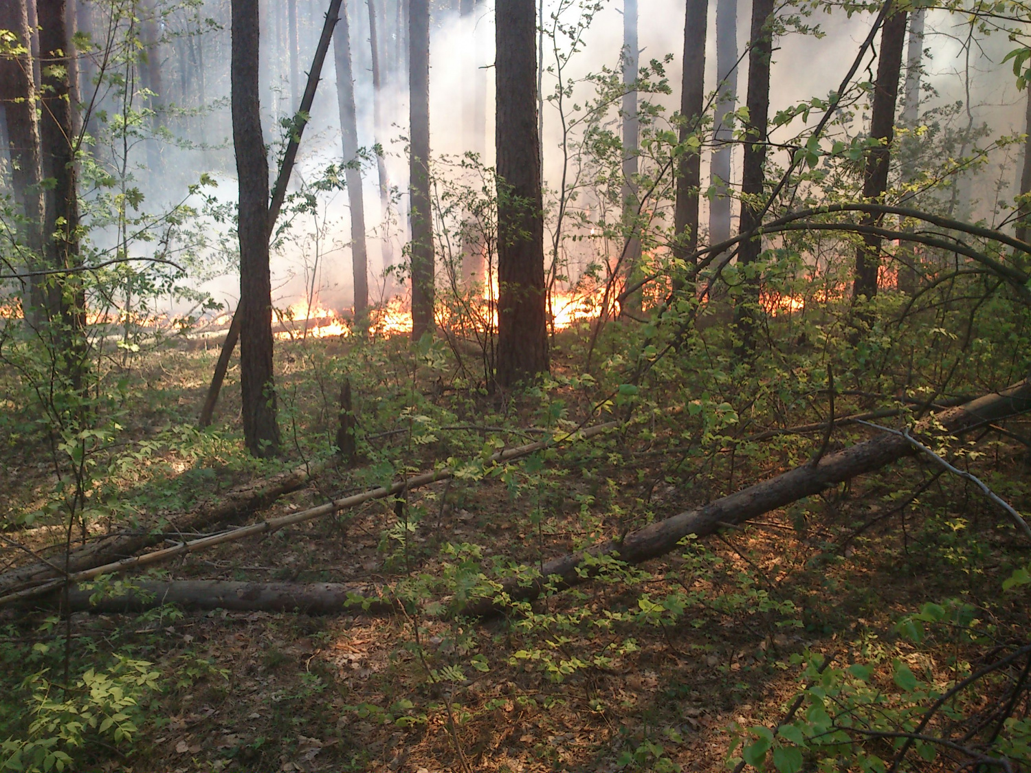 В Пензенской области снова загорелся лес