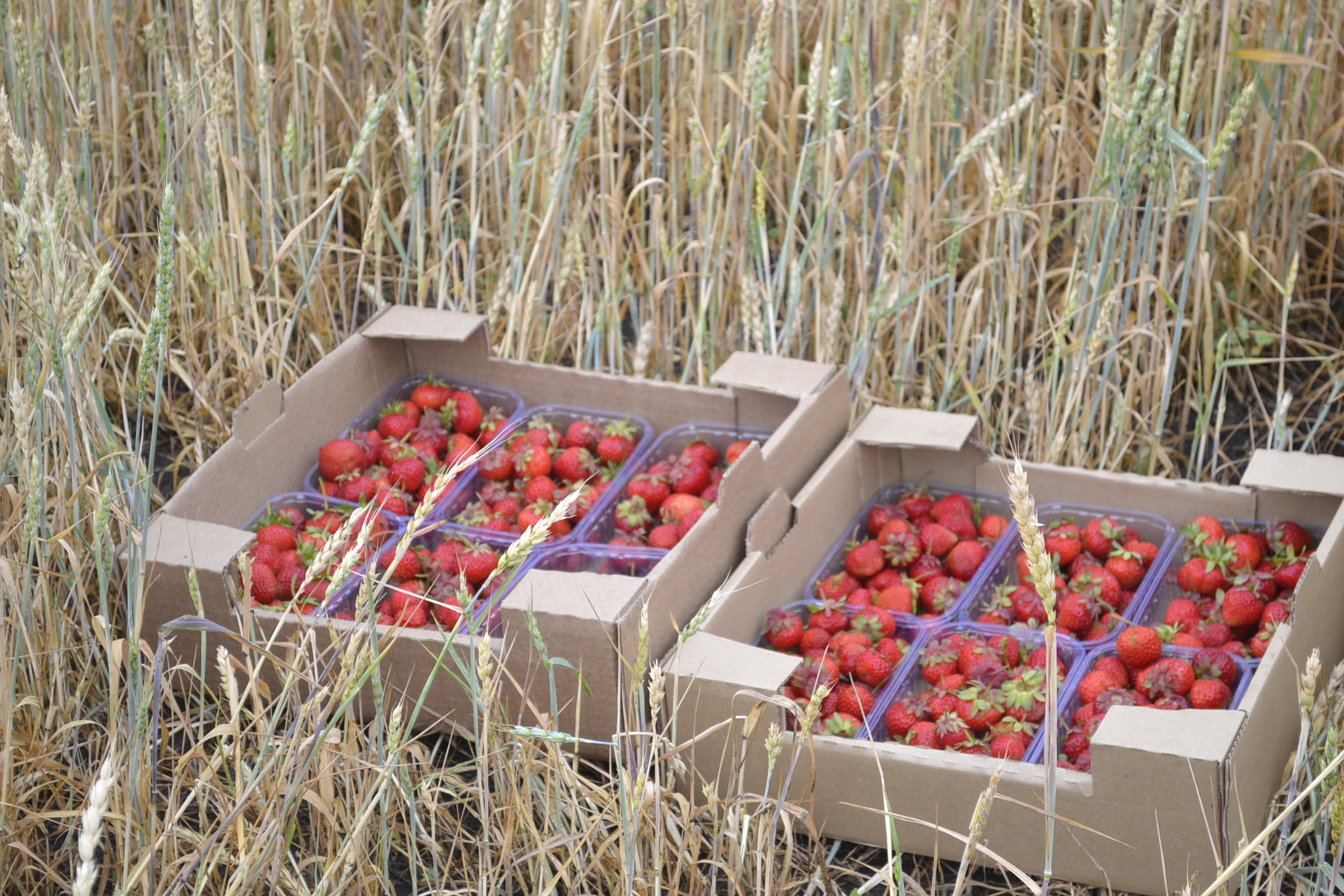 Агрофирма "Раздолье" удвоила урожай пшеницы