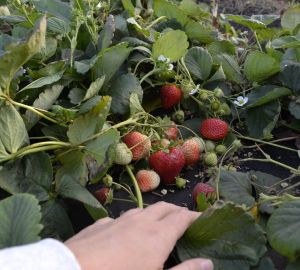 В «Мокшанской ягоде» продлили «клубничный» сезон до ноября