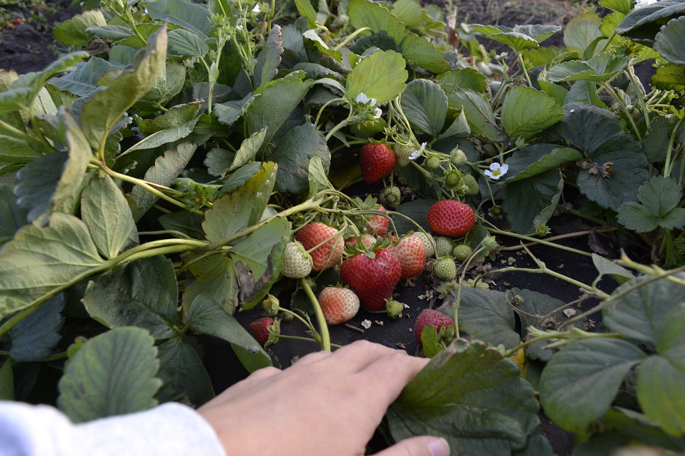 В «Мокшанской ягоде» продлили «клубничный» сезон до ноября