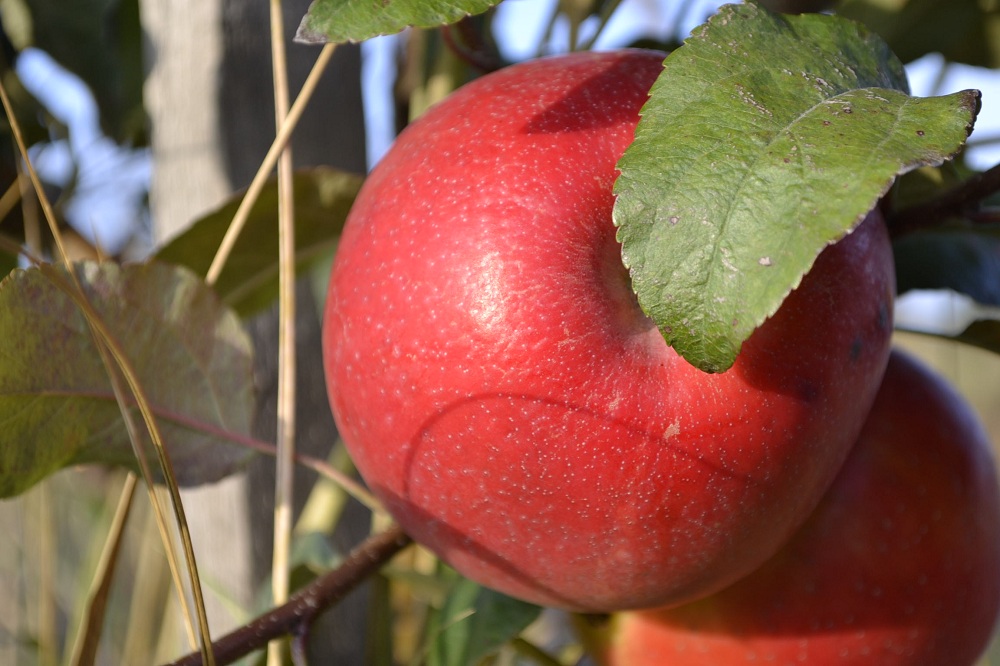 «Мокшанская ягода» поставляет в пензенские магазины эксклюзивные сорта яблок