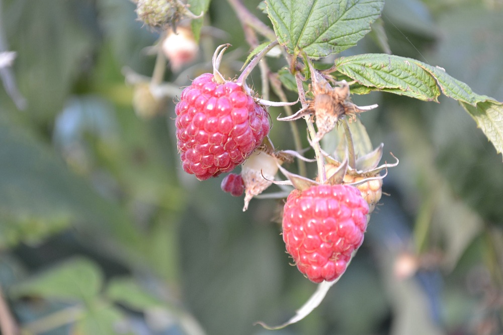 Россельхозбанк выпустит карты с региональными продуктовыми брендами