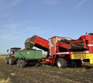 Пензенское предприятие добилось рекордного урожая овощей