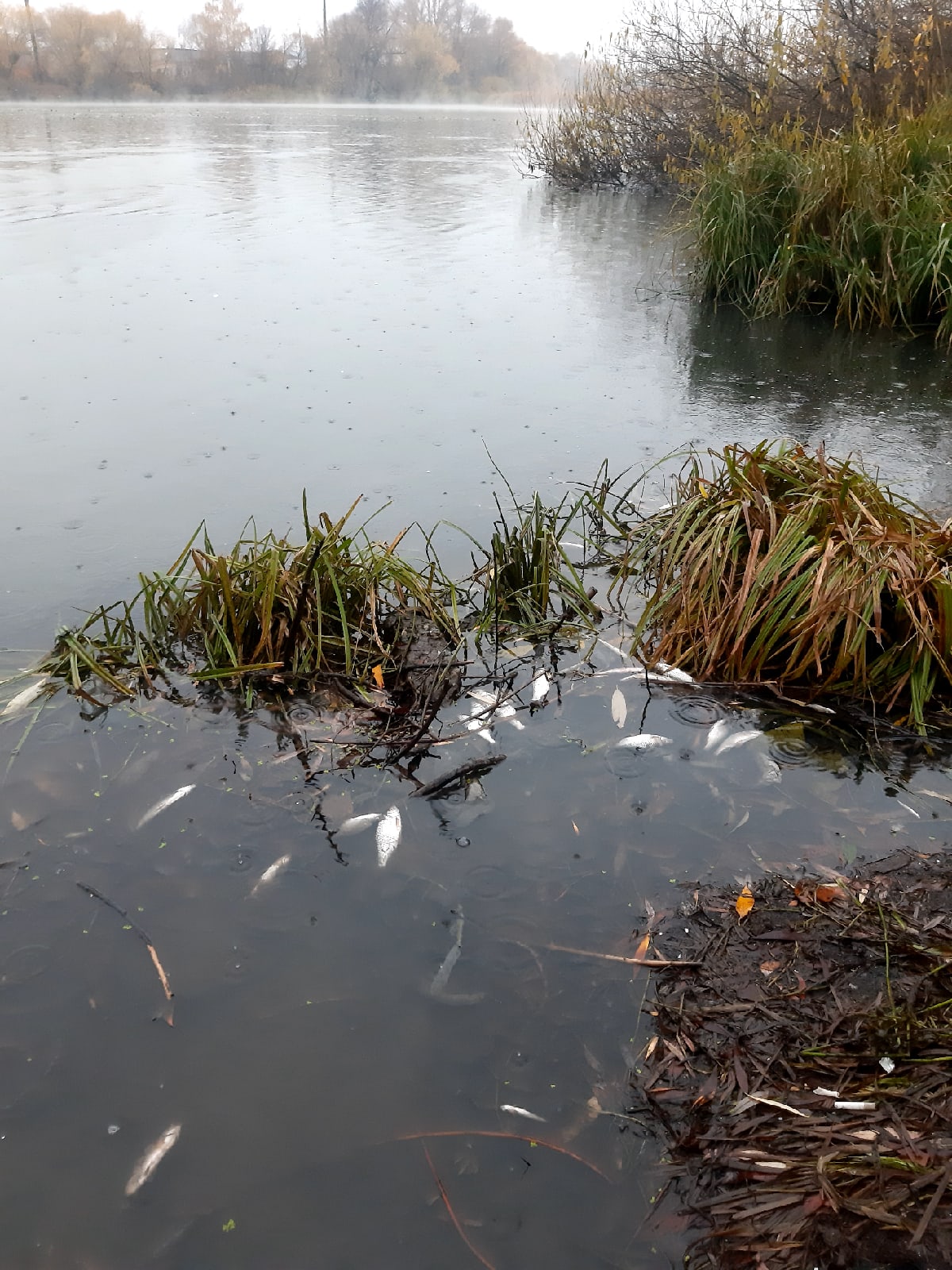 Пензенцы сообщают о массовой гибели рыбы возле Маяка