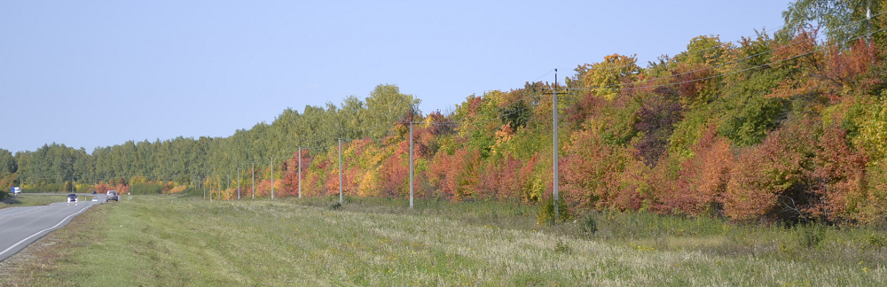 В Пензенской области за сутки водители дважды попали в ДТП с лосем