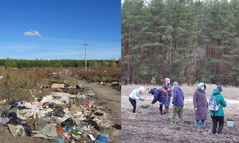 На месте свалки близ усадьбы в Куракино появился сосновый бор