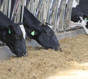 Минсельхоз оценил работу Пензенской области в молочном скотоводстве