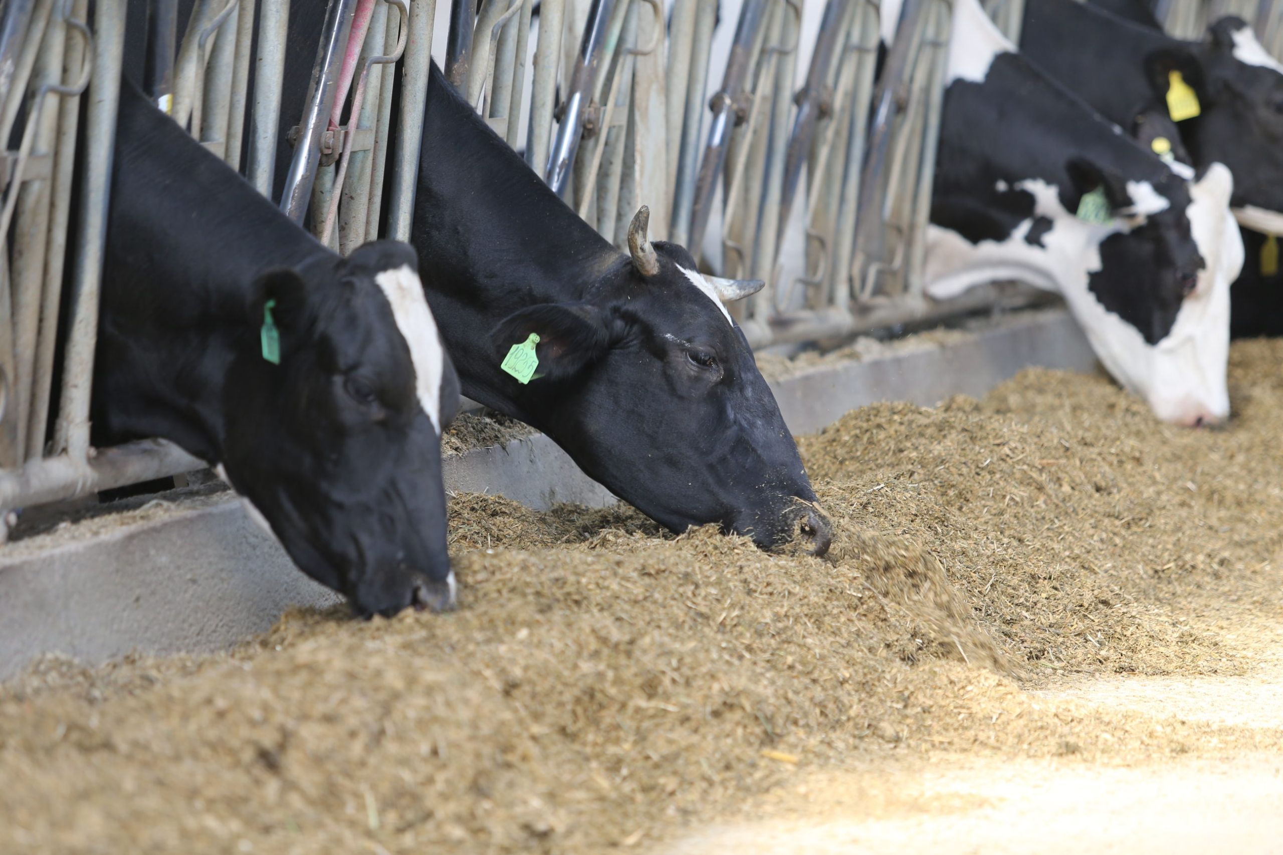 Минсельхоз оценил работу Пензенской области в молочном скотоводстве