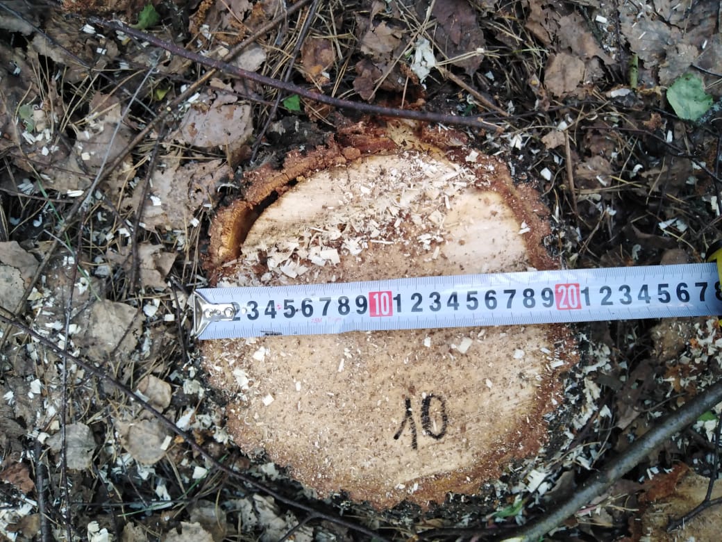 В Шемышейском районе обнаружена незаконная рубка деревьев