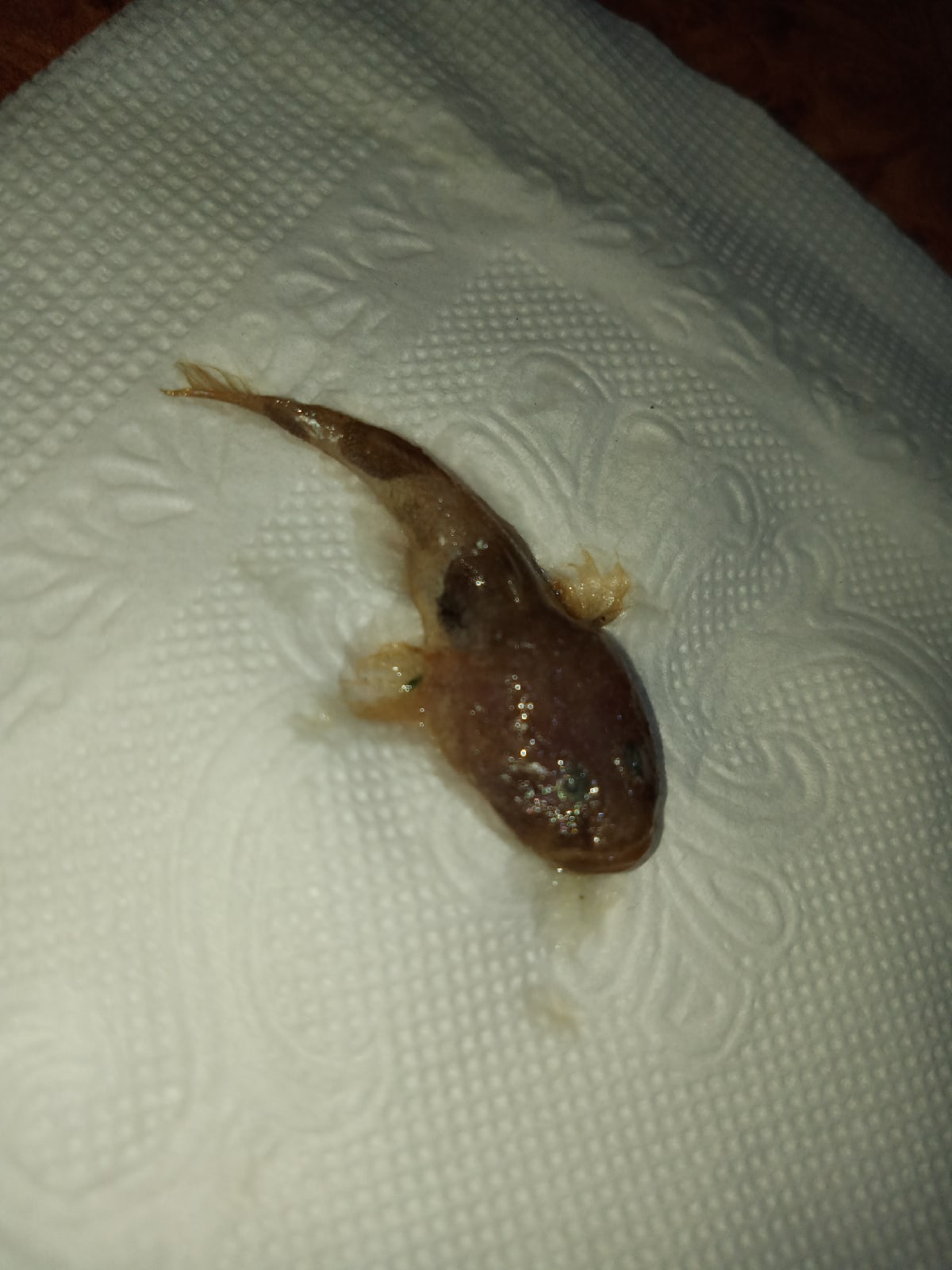 В Кузнецке местные жители купили мутанта вместо кильки