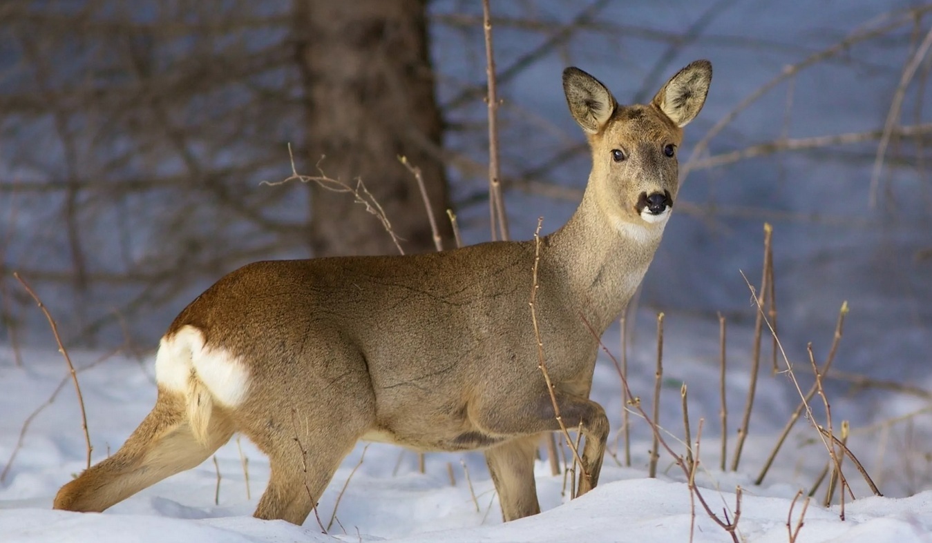 Пензенского браконьера наказали за убийство трех косуль