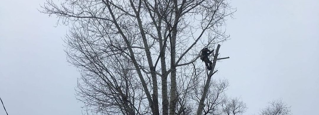 Пензенцы гадают, зачем мужчина лазил по верхушкам деревьев, рискуя жизнью