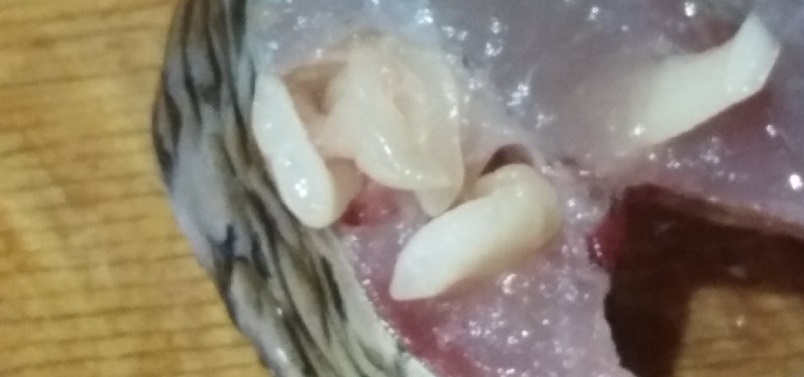 Пензенский рыбак поймал рыбу с сюрпризом