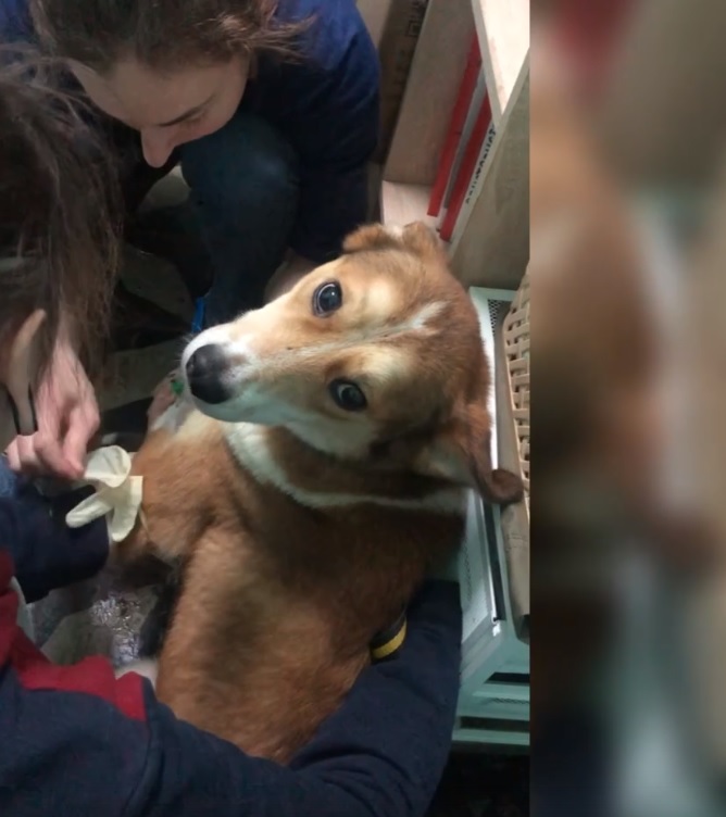 В Пензе донором крови для больного котенка стала собака