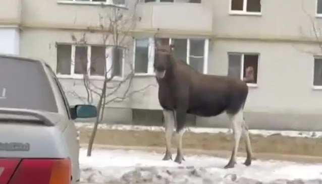В Пензенской области крупное животное в центре города искало себе компанию на Новый год