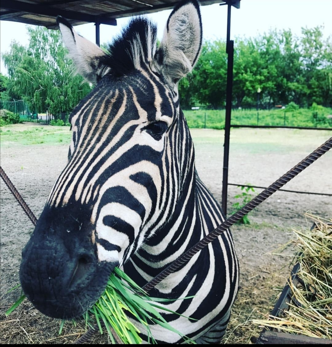 Пензенский зоопарк купит зебру Чапмана за 1,5 млн