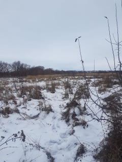 В Каменском районе без вести пропавшего сельчанина нашли мертвым