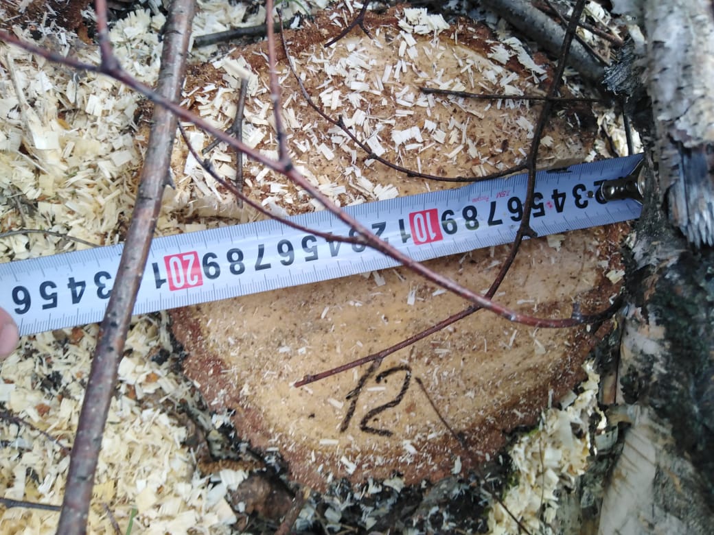 В двух районах Пензенской области незаконно срубили деревья почти на 570 тысяч рублей