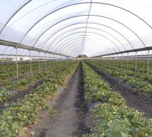 Россельхозбанк в 2020 г увеличил объем кредитования АПК в Пензенской области на 80%