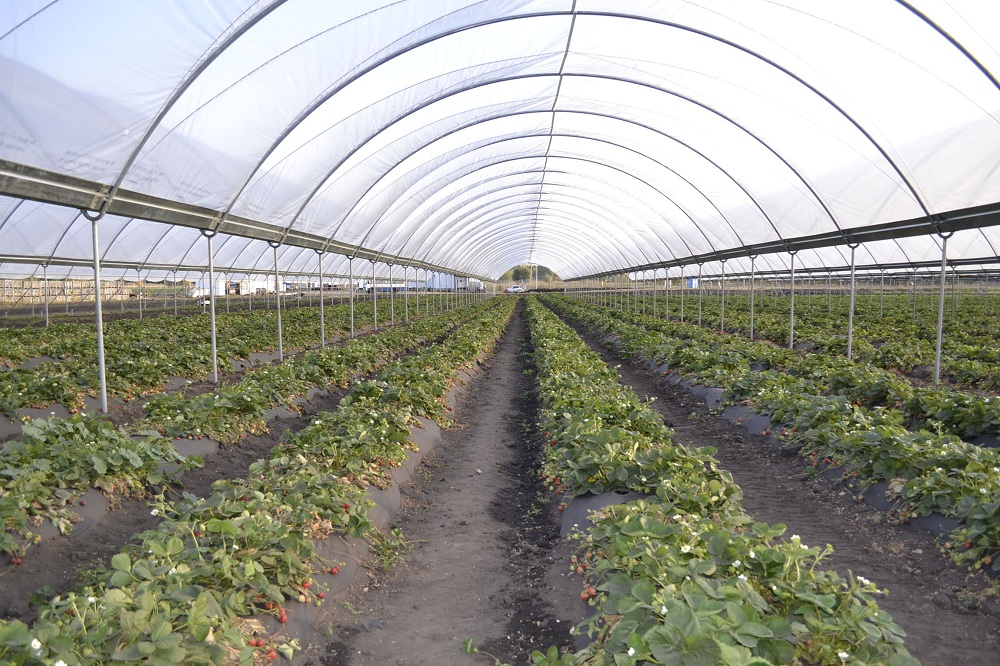 Россельхозбанк в 2020 г увеличил объем кредитования АПК в Пензенской области на 80%