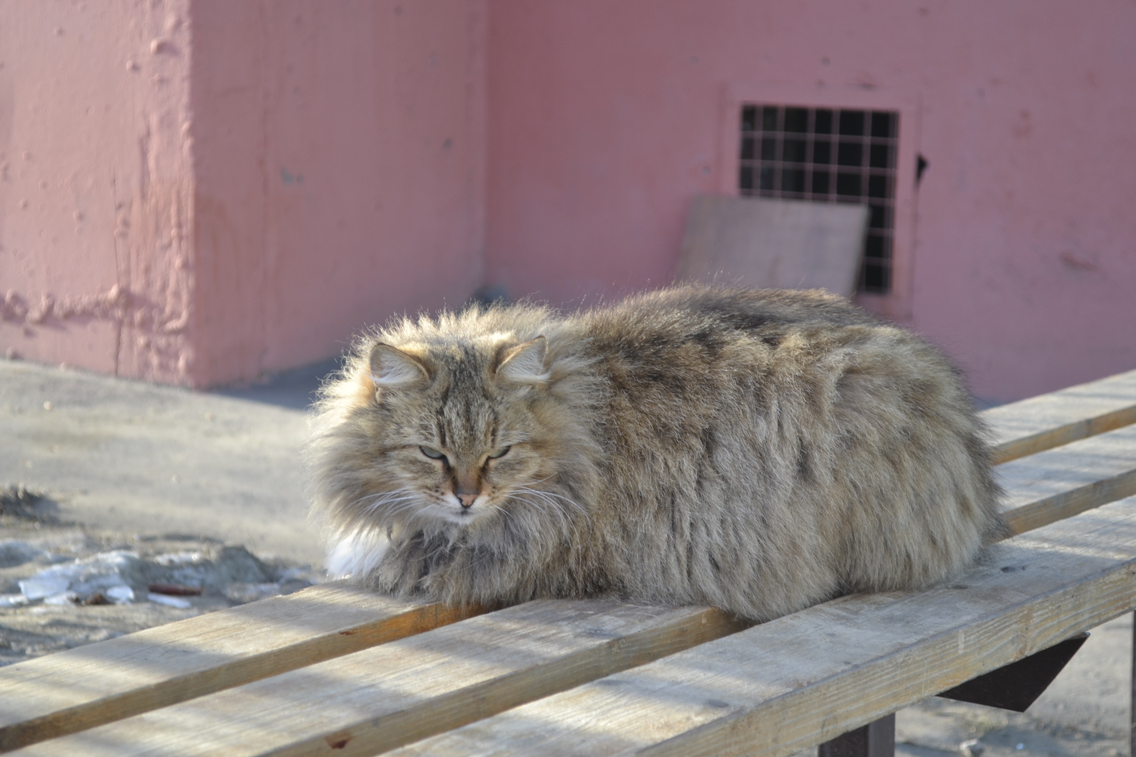 В Пензе умертвят одну треть отловленных животных
