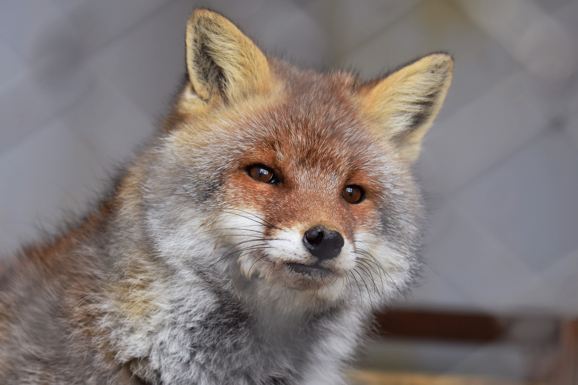 В Заречном собака загрызла больную бешенством лису