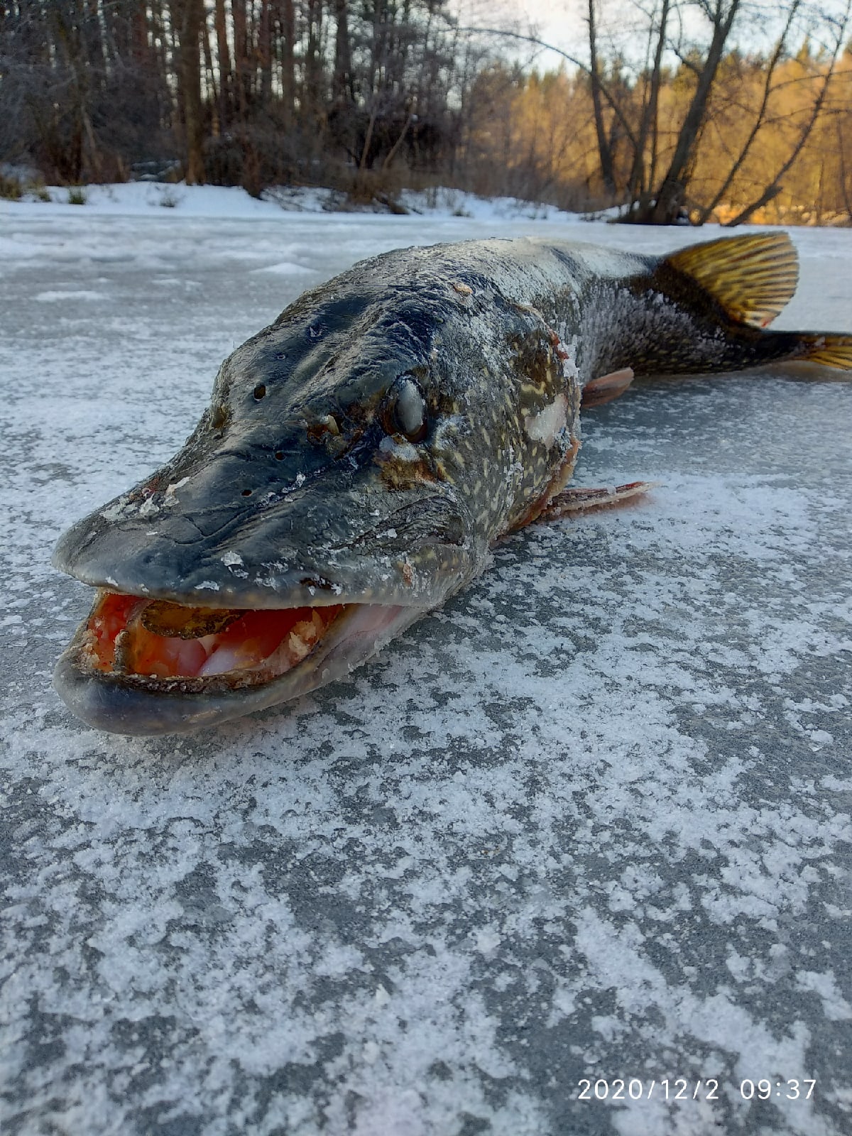 В Пензе рыбак поймал «подводного монстра»