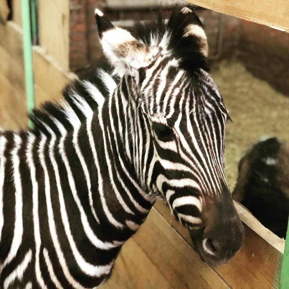 В пензенском зоопарке для невесты зебры Мартина выбрали имя