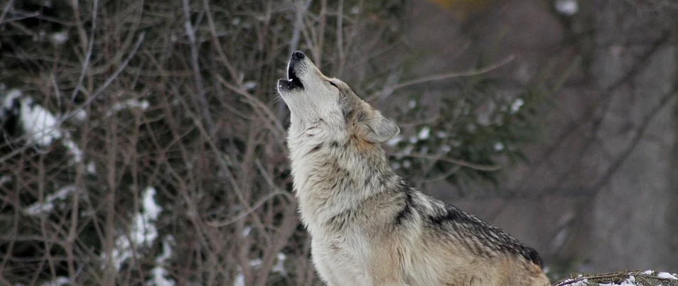 В Пензенской области охотники убили нескольких волков