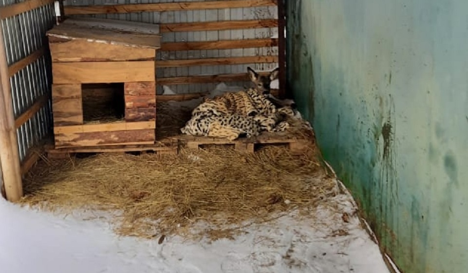 В Колышлейском районе спасли раненную косулю