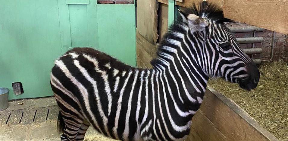 В пензенский зоопарк прибыла невеста для зебры Мартина