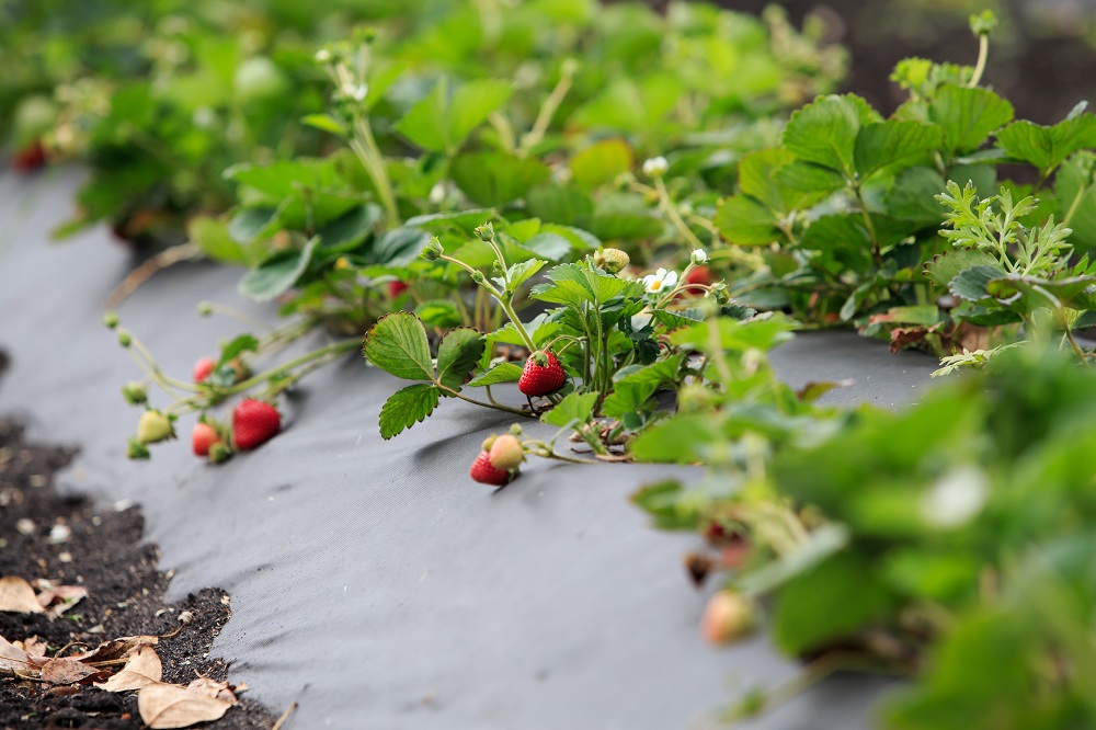 Поля "Мокшанской ягоды" станут частью популярного туристического маршрута