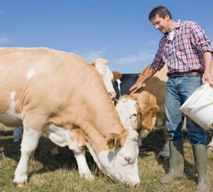 В 2020 году Россельхозбанк увеличил поддержку фермеров в 1,5 раза