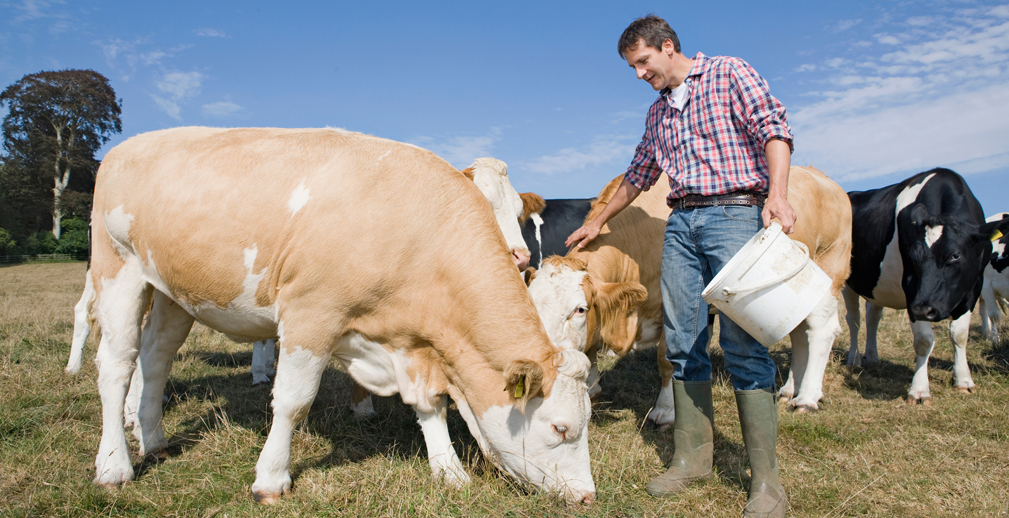 В 2020 году Россельхозбанк увеличил поддержку фермеров в 1,5 раза